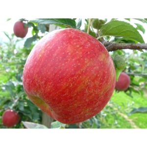 Apple-Honeycrisp